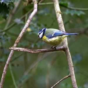 Blue Tit