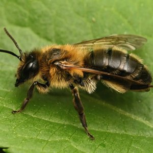 Chocolate Mining Bee