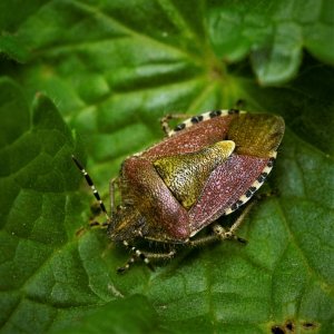 Hairy Sheild Bug