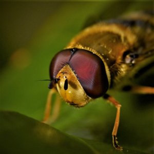 Hover Fly