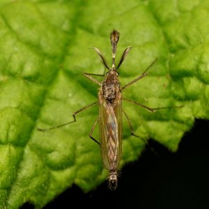 inland flood mosquito