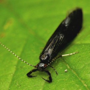 Black Dancer Caddis Fly