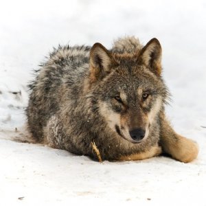 copyright_tim_hughes_IMH0675 1.jpg