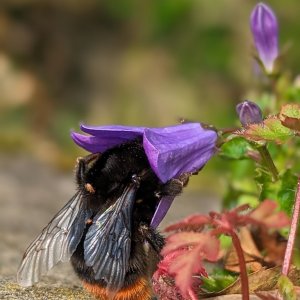 Hungry Bee