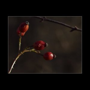 Winter berries 2.jpg