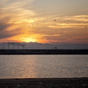 Birds watching the sunset