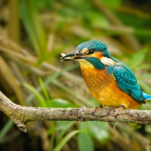 Kingfisher (Alcedo atthis) juvenile