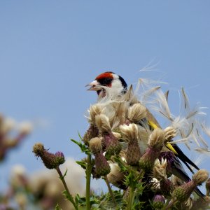 Hungry Goldfinch