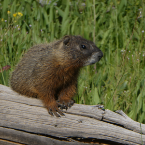 Groundhog - Yellowstone