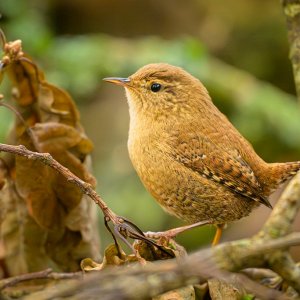 Wren (Troglodytes troglodytes)