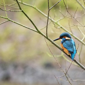 Kingfisher