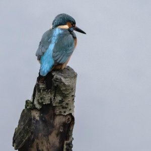 Kingfisher 2