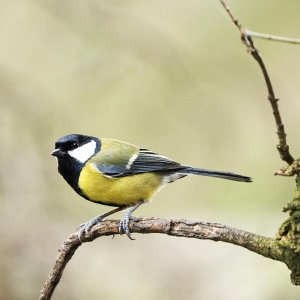 Great Tit