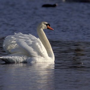 Mute Swan