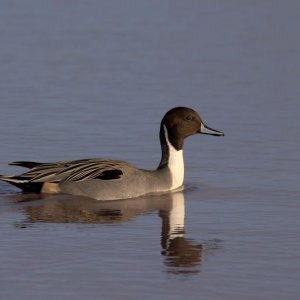 Pintail