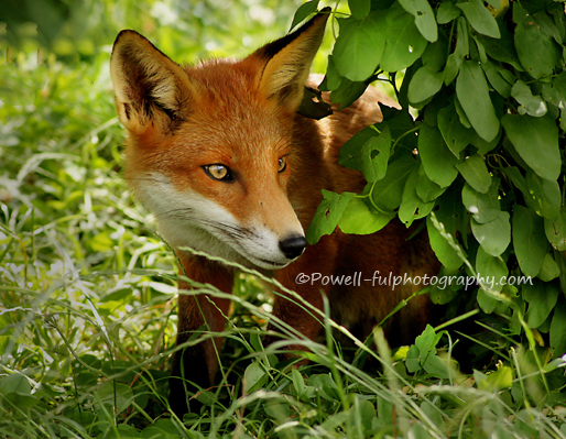 029powell-ful_photography