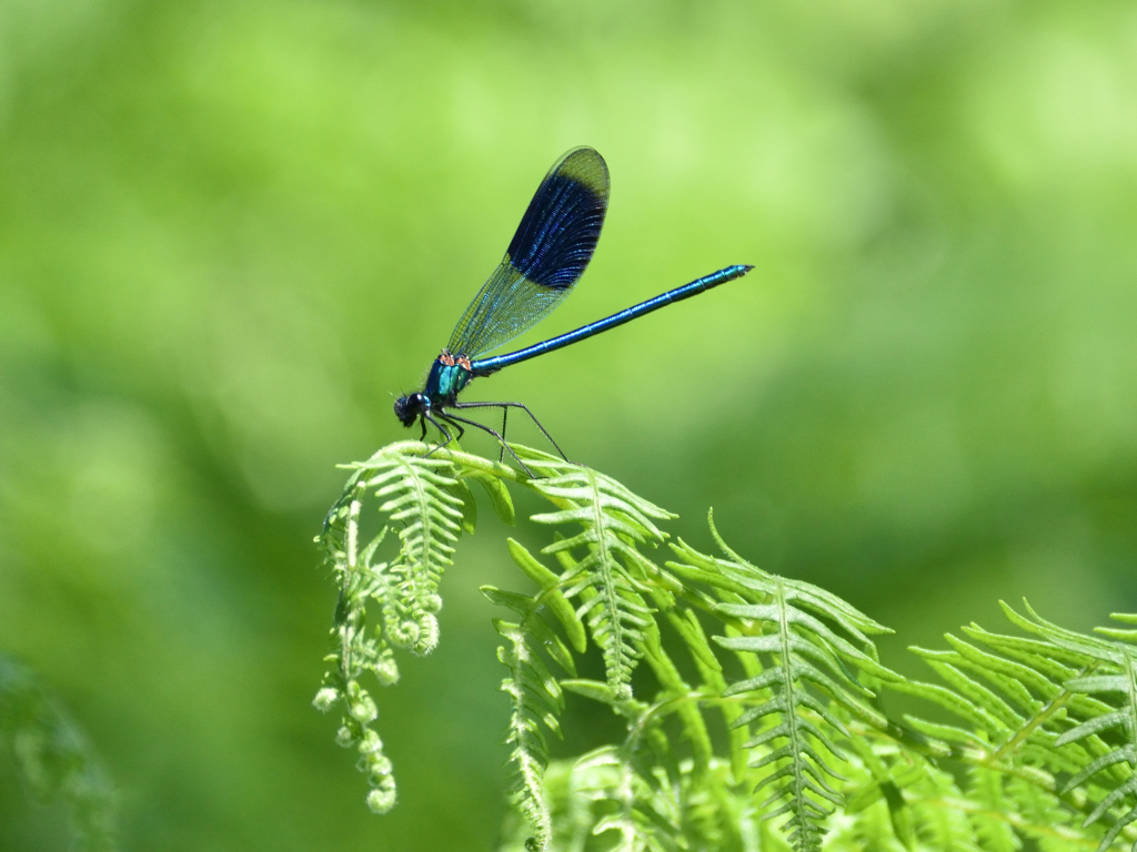 2. Banded demoiselle 1.JPG