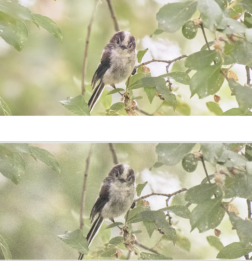 20,000 ISO with Capture One default denoising and ON1 NoNOise