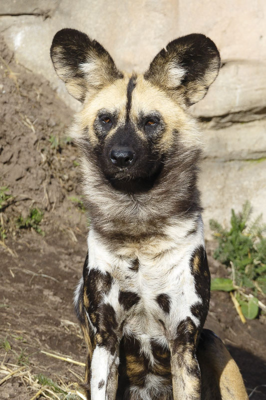 African Painted Dog