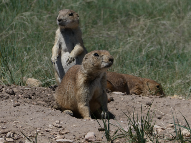 Alan! Alan!  Prairie Dogs in South Dakota