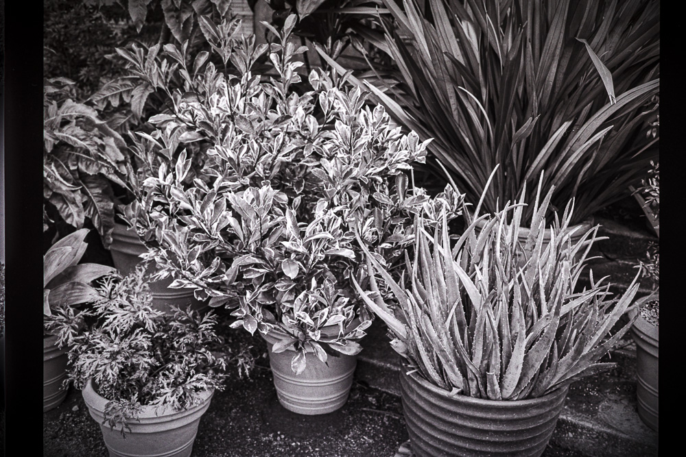 B&W Film-01250.jpg