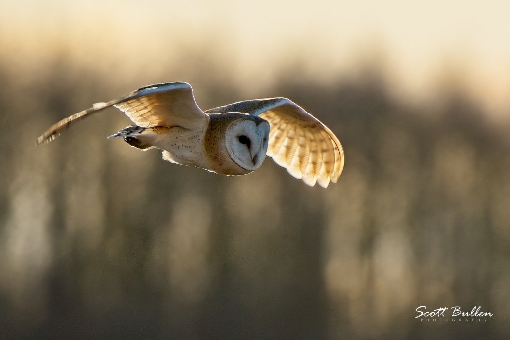 Barn Owl - 07 03 23.jpg