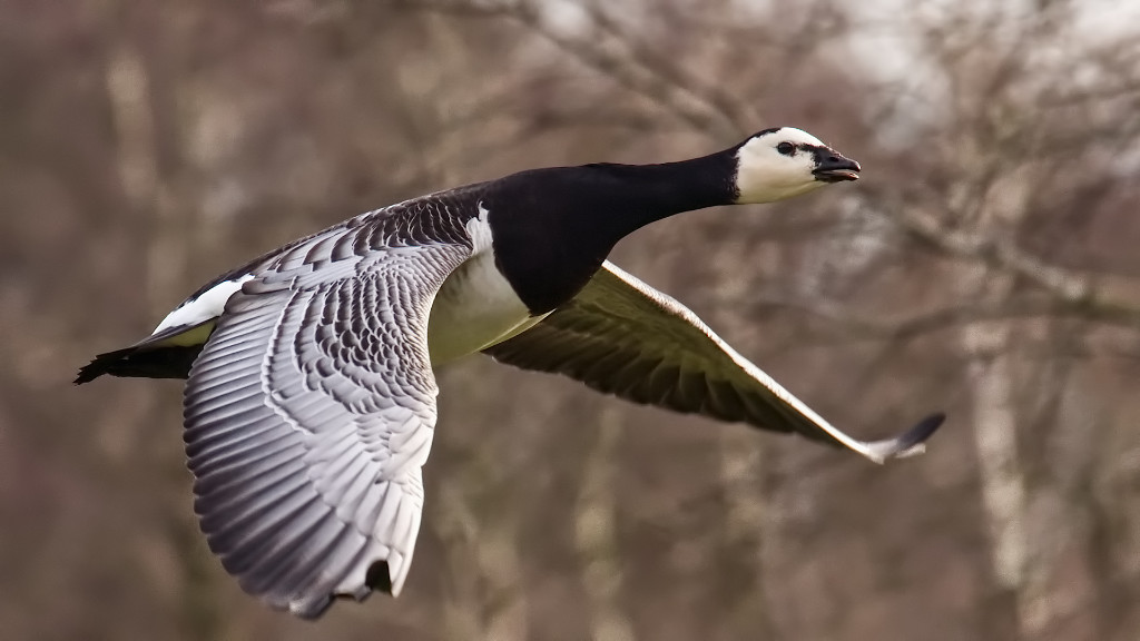 Barnacle Goose.jpg