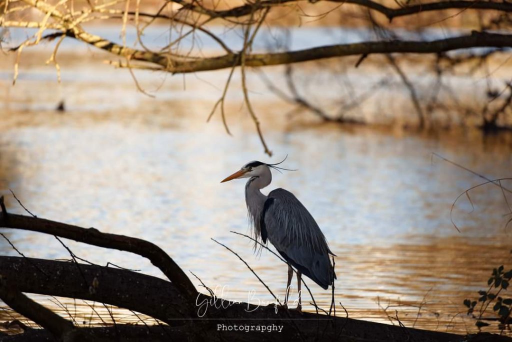 Battersea Park Heron