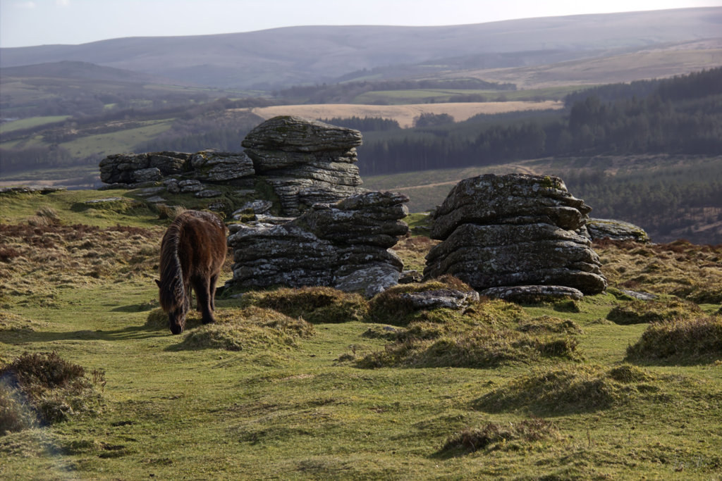 Birch Tor 200316 x.jpg