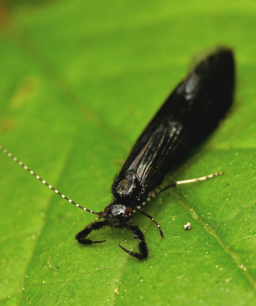 Black Dancer Caddis Fly