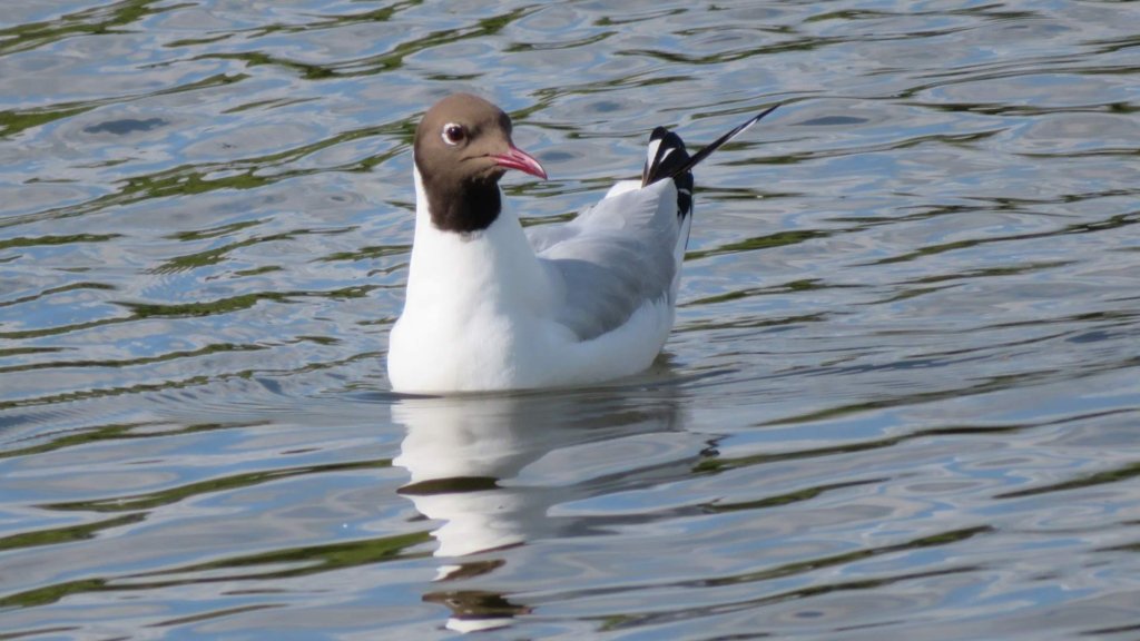 Black Headed Gull