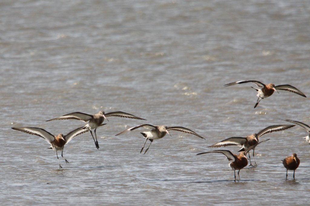 Black Tail Godwits Landing