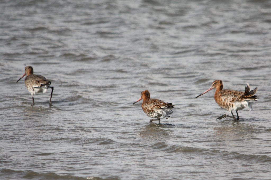 Black Tail Godwits