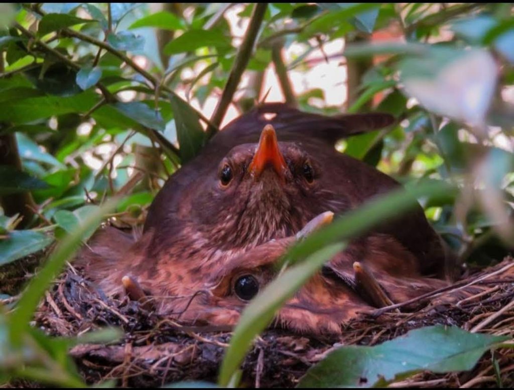Blackbirds In A Nest