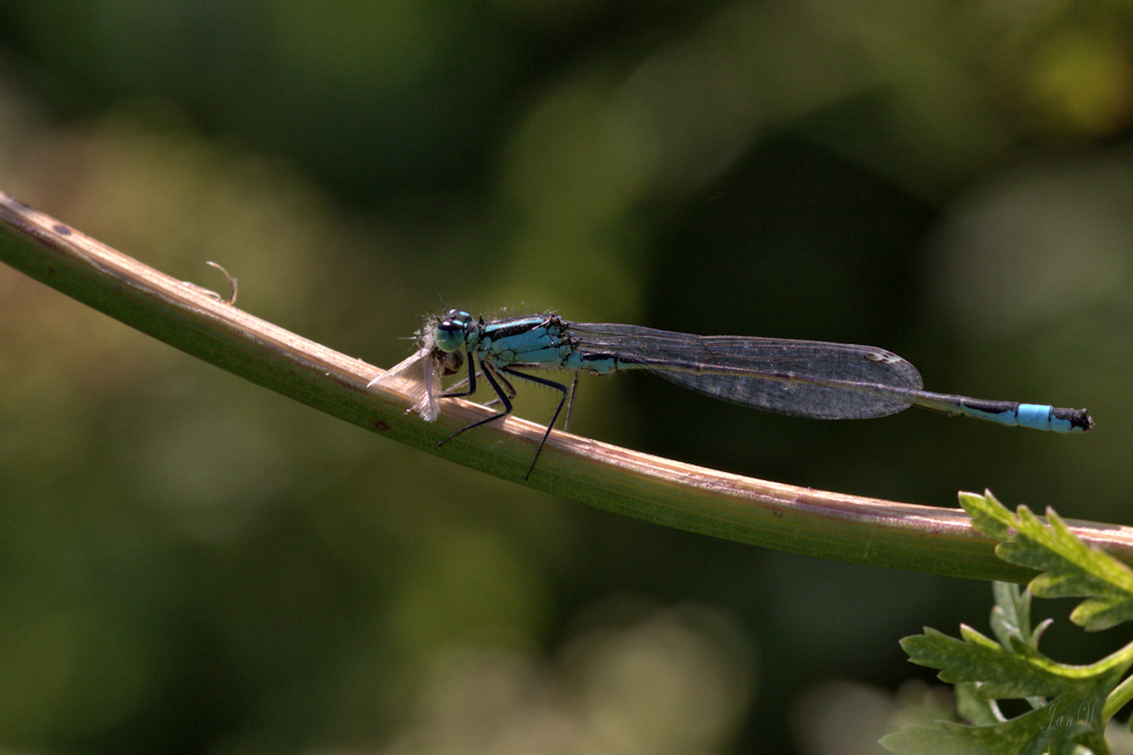 Blue tailed damselfly.jpg