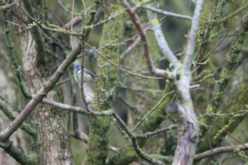 Blue Tit (focus)