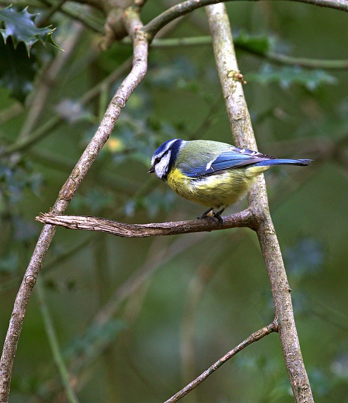 Blue Tit