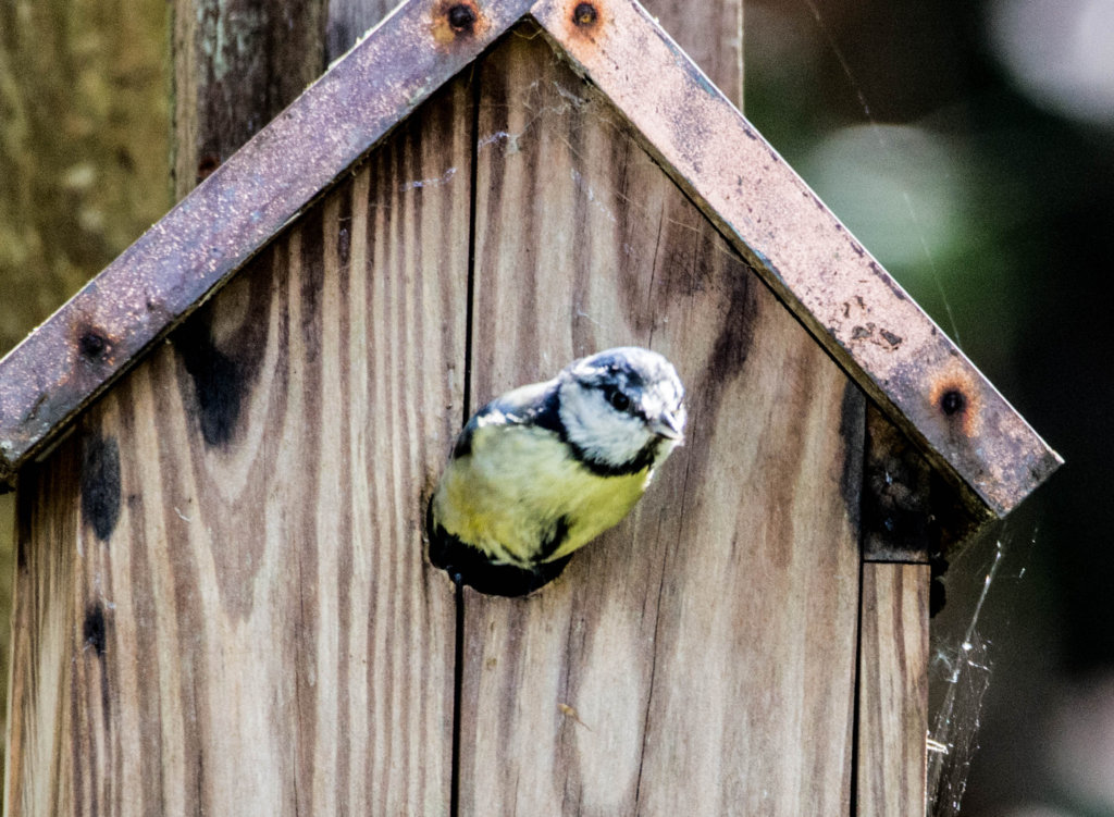 bluetit9.jpg