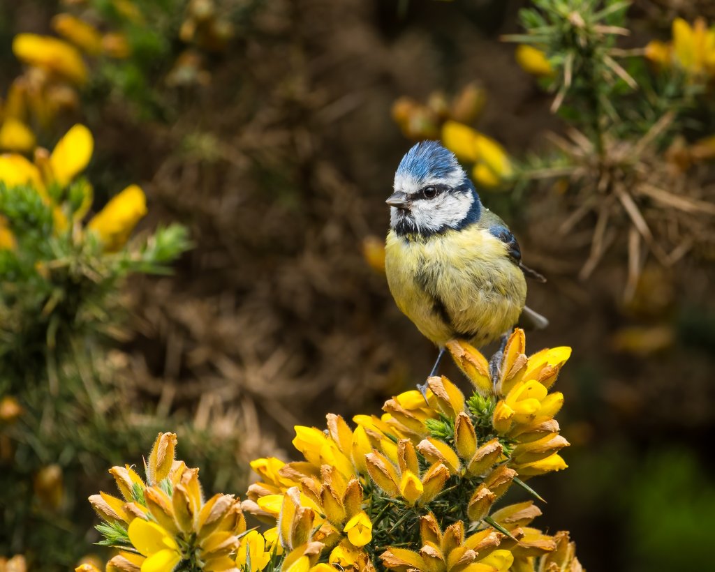 bluetit_on_gorse.jpg