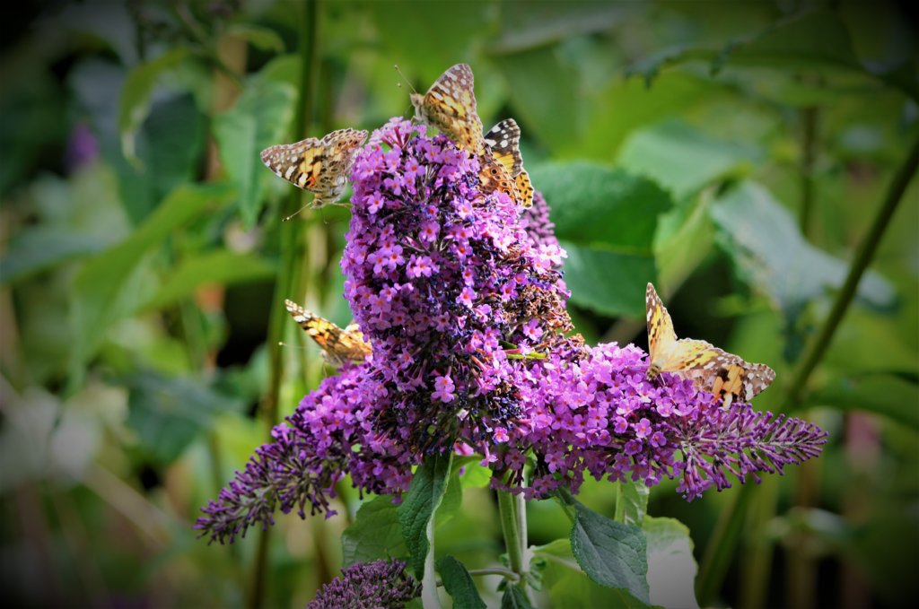 Budlea + butterflies 2019.