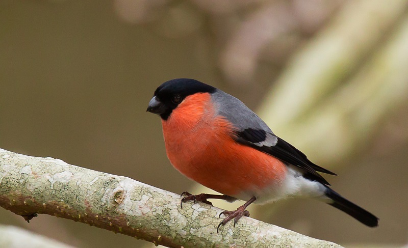 bullfinch.jpg