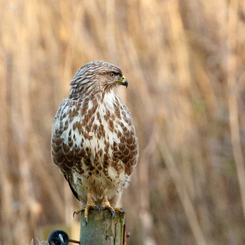 Buzzard