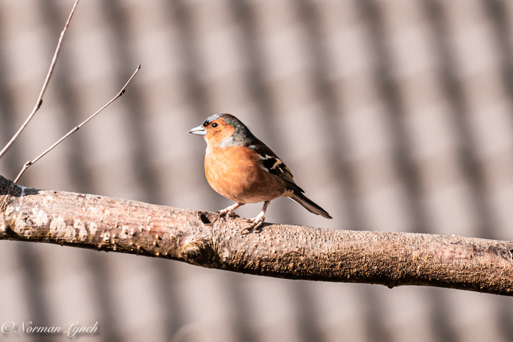 Chaffinch   16th March 2021.JPG
