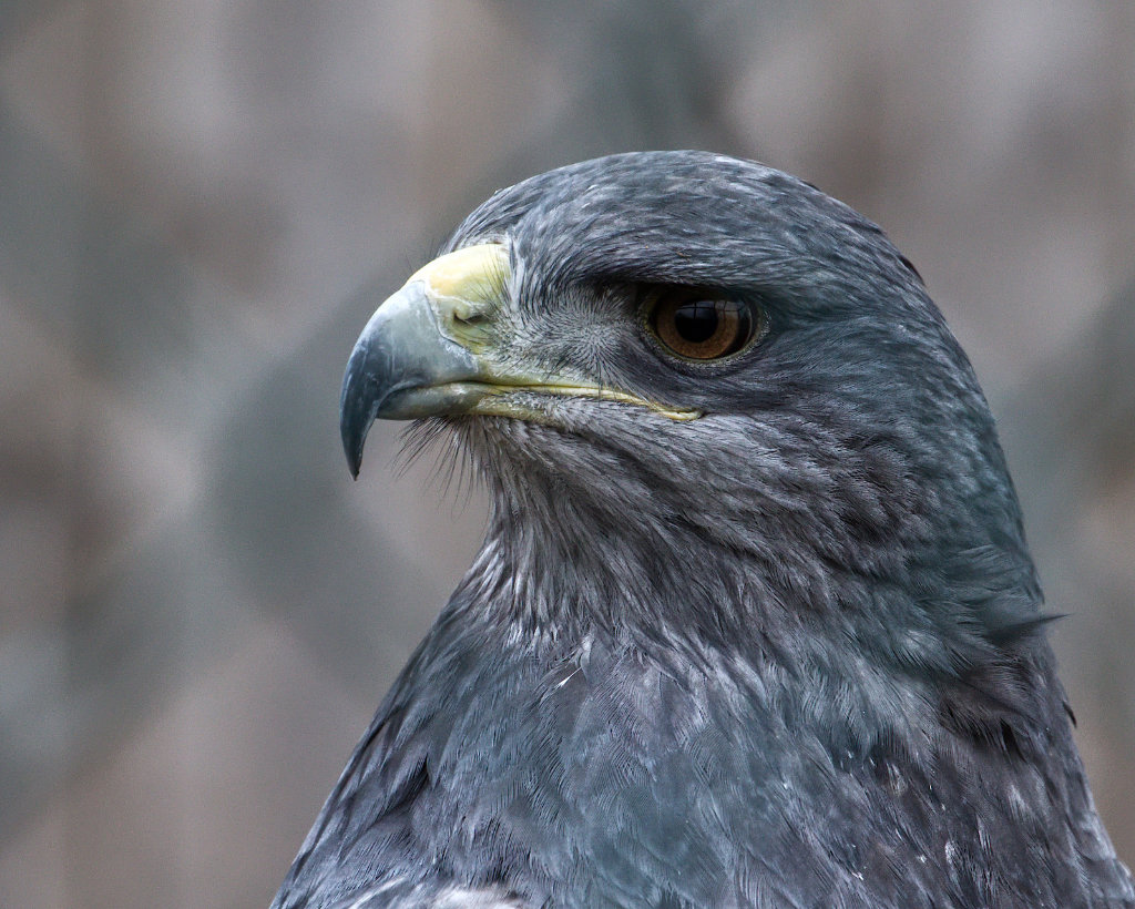 Chilean Blue Eagle.jpg