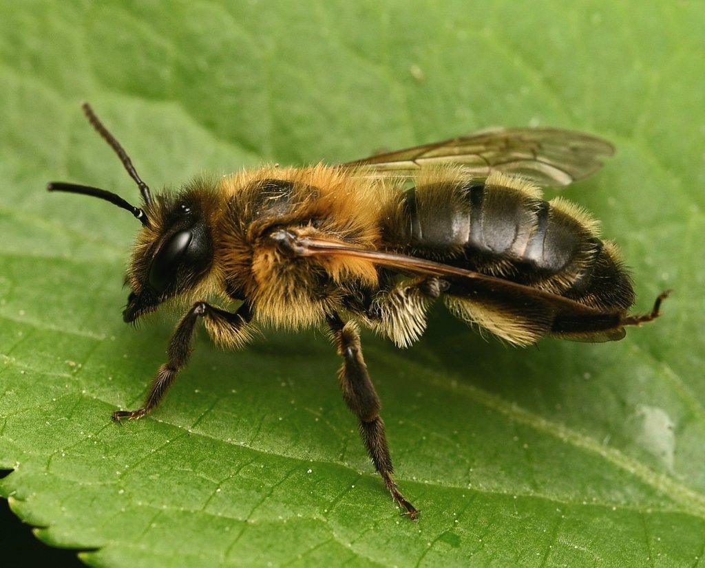 Chocolate Mining Bee