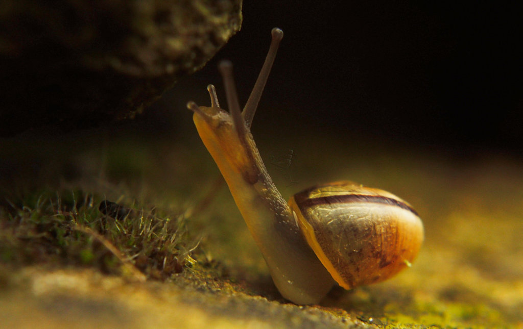 climbing-snail-pixels-on-the-rocks.jpg