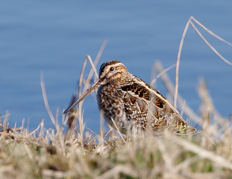 Common Snipe