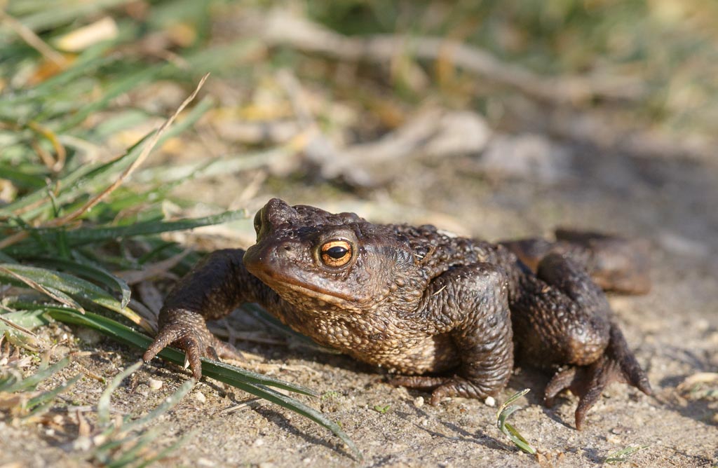 Common Toad