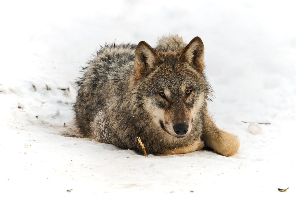 copyright_tim_hughes_IMH0675 1.jpg