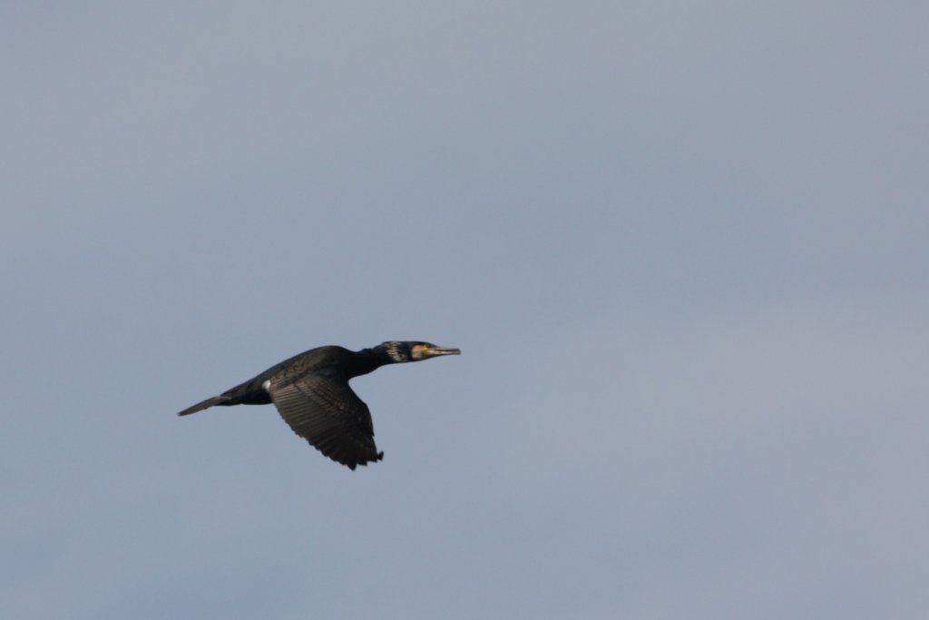 Cormorant